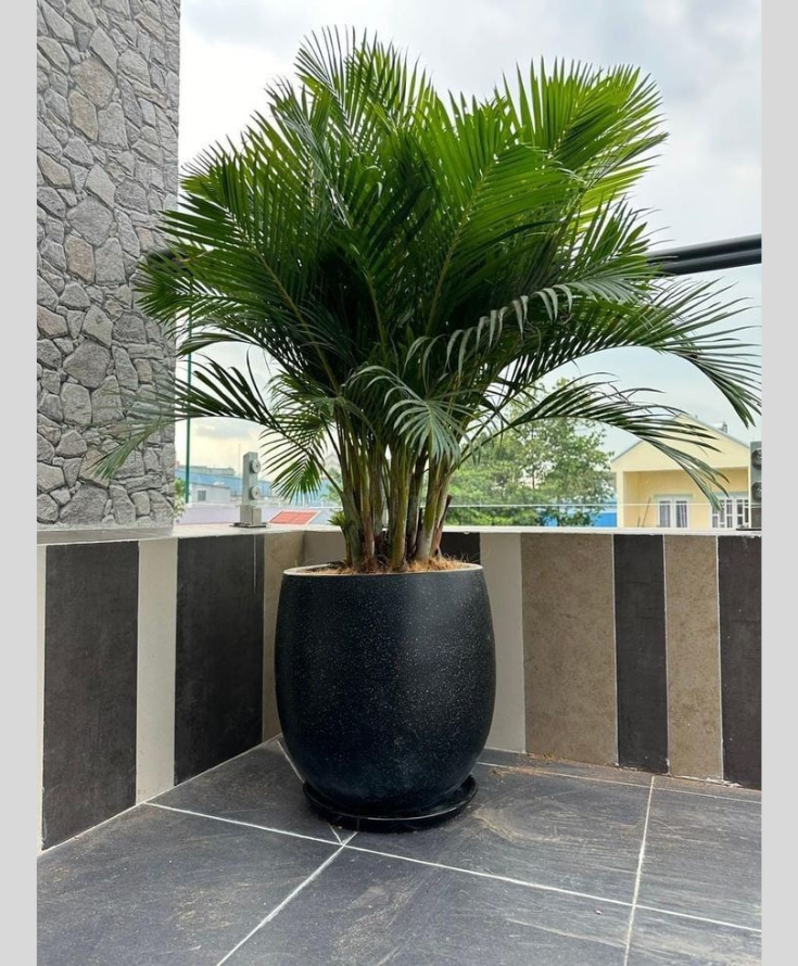 Mẹo chọn cây xanh trồng trong nhà.