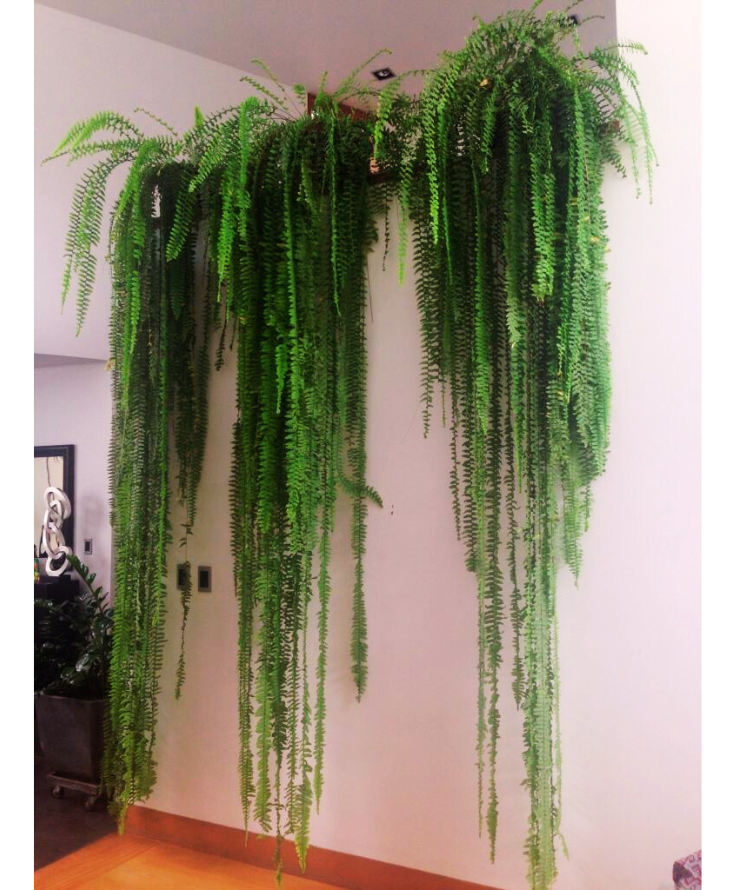 Mẹo chọn cây xanh trồng trong nhà.