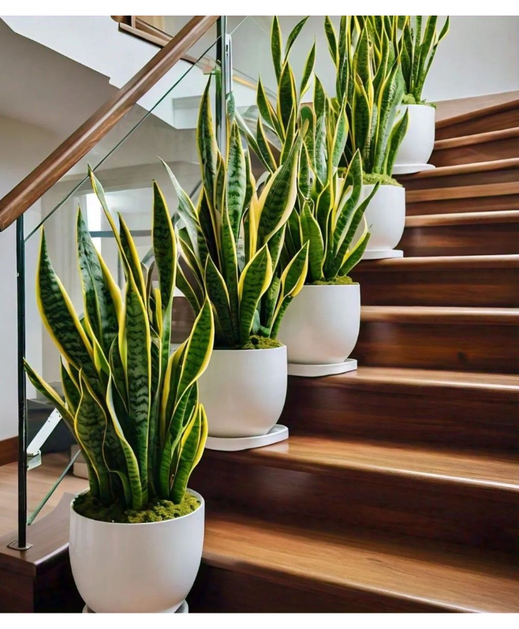 Mẹo chọn cây xanh trồng trong nhà.