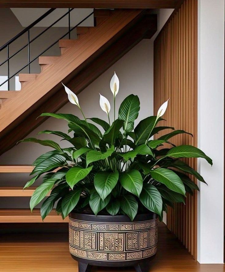 Mẹo chọn cây xanh trồng trong nhà.